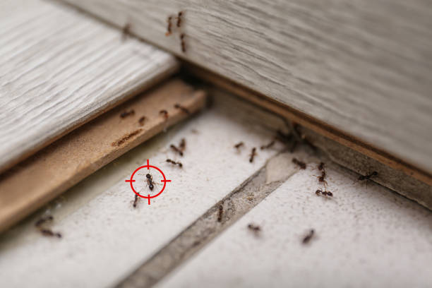 Best Pest Prevention Services  in Jordan, MN