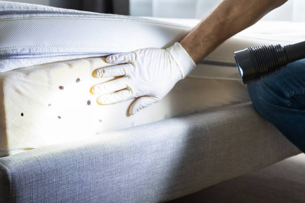 Best Affordable Pest Control Services  in Jordan, MN