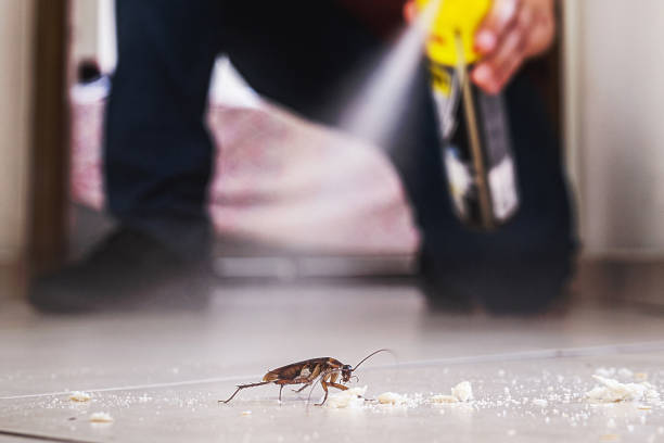 Best Spider Control Near Me  in Jordan, MN