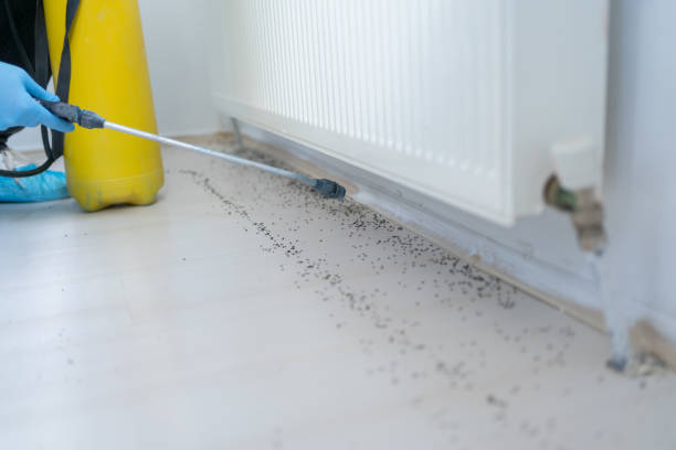 Best Rat Extermination Near Me  in Jordan, MN